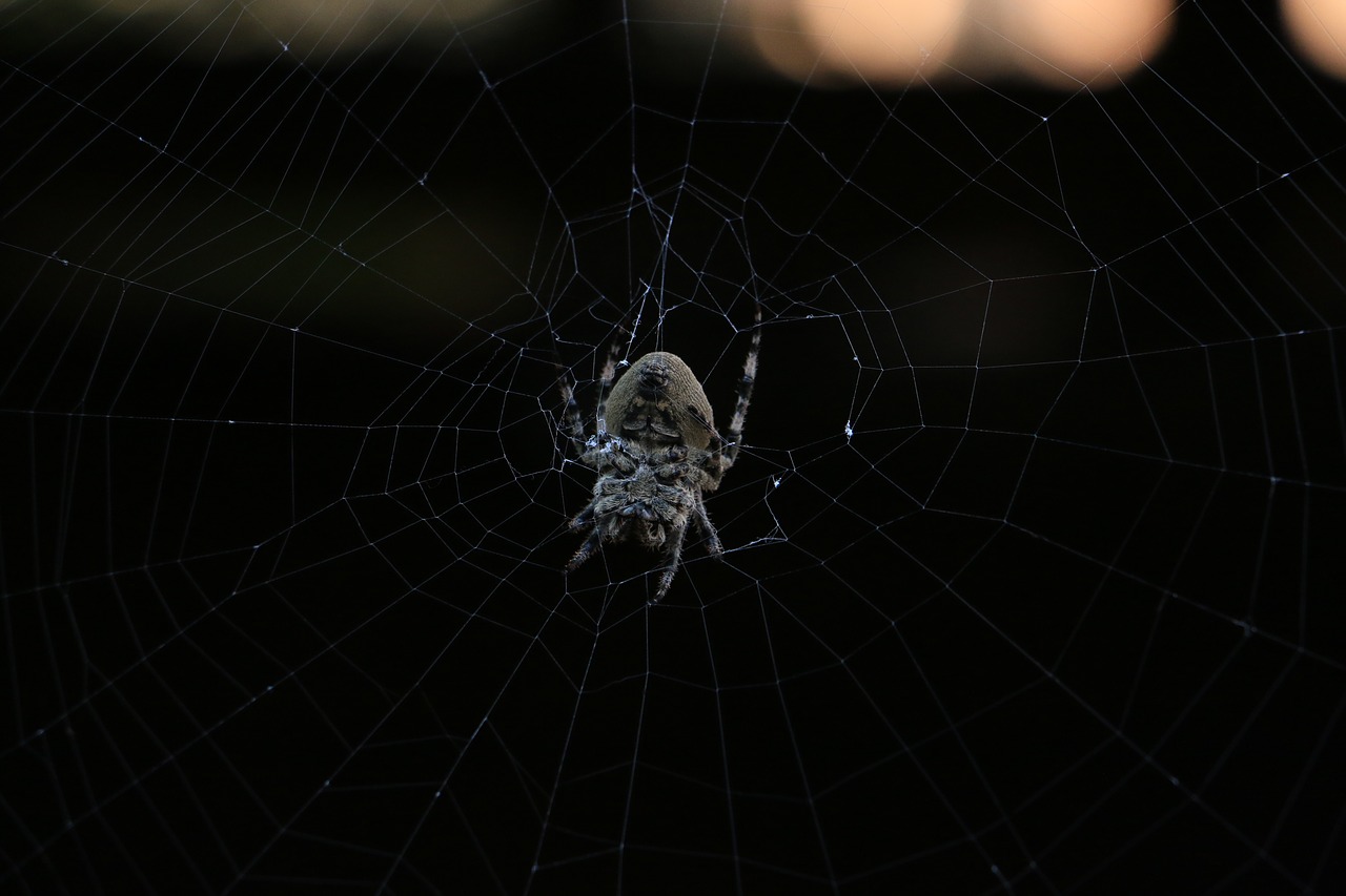 Image - gansu province linxia spider reel