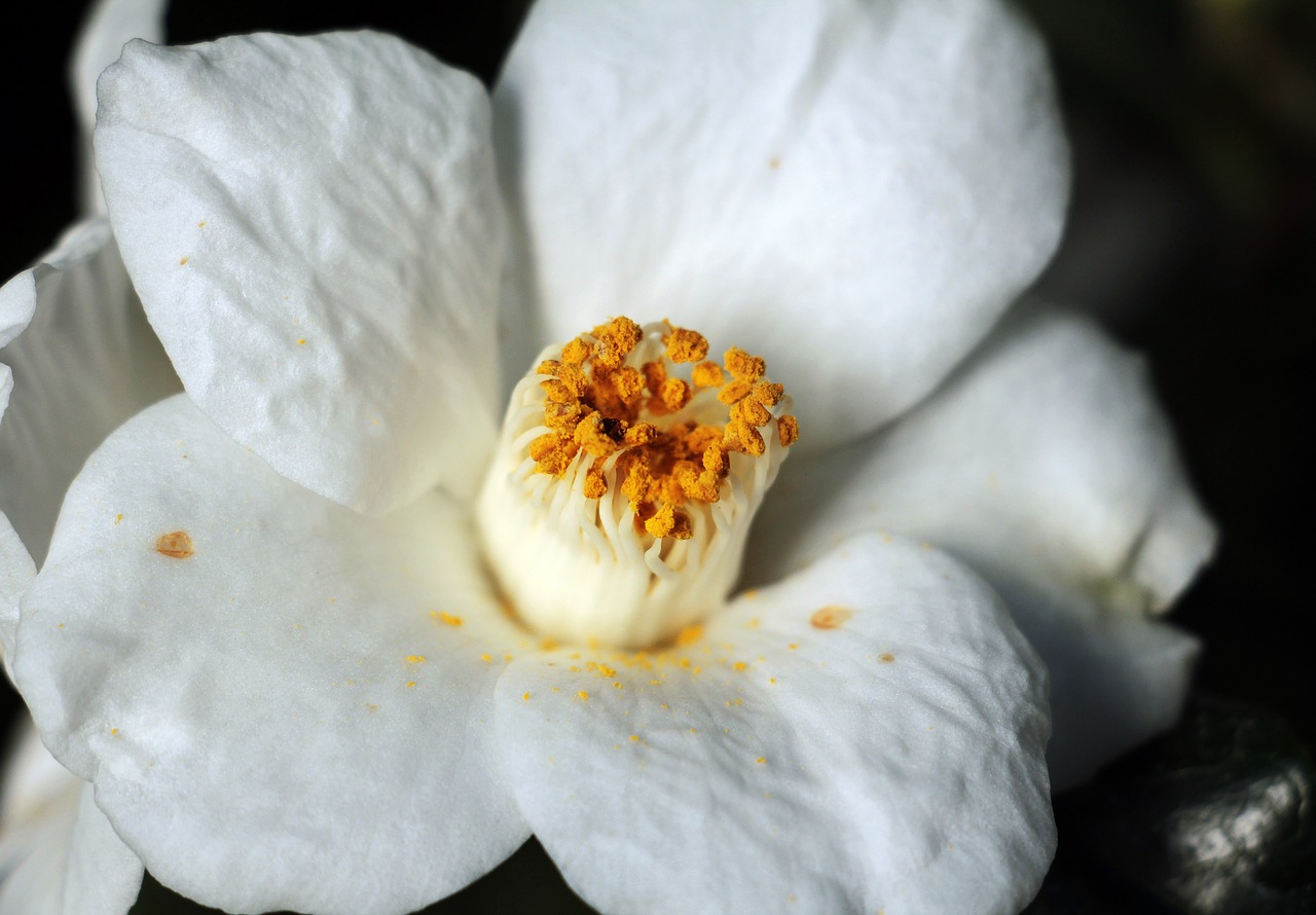 Image - camellia camellia flower white