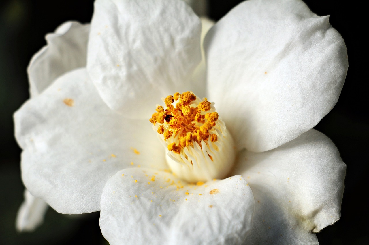 Image - camellia camellia flower white