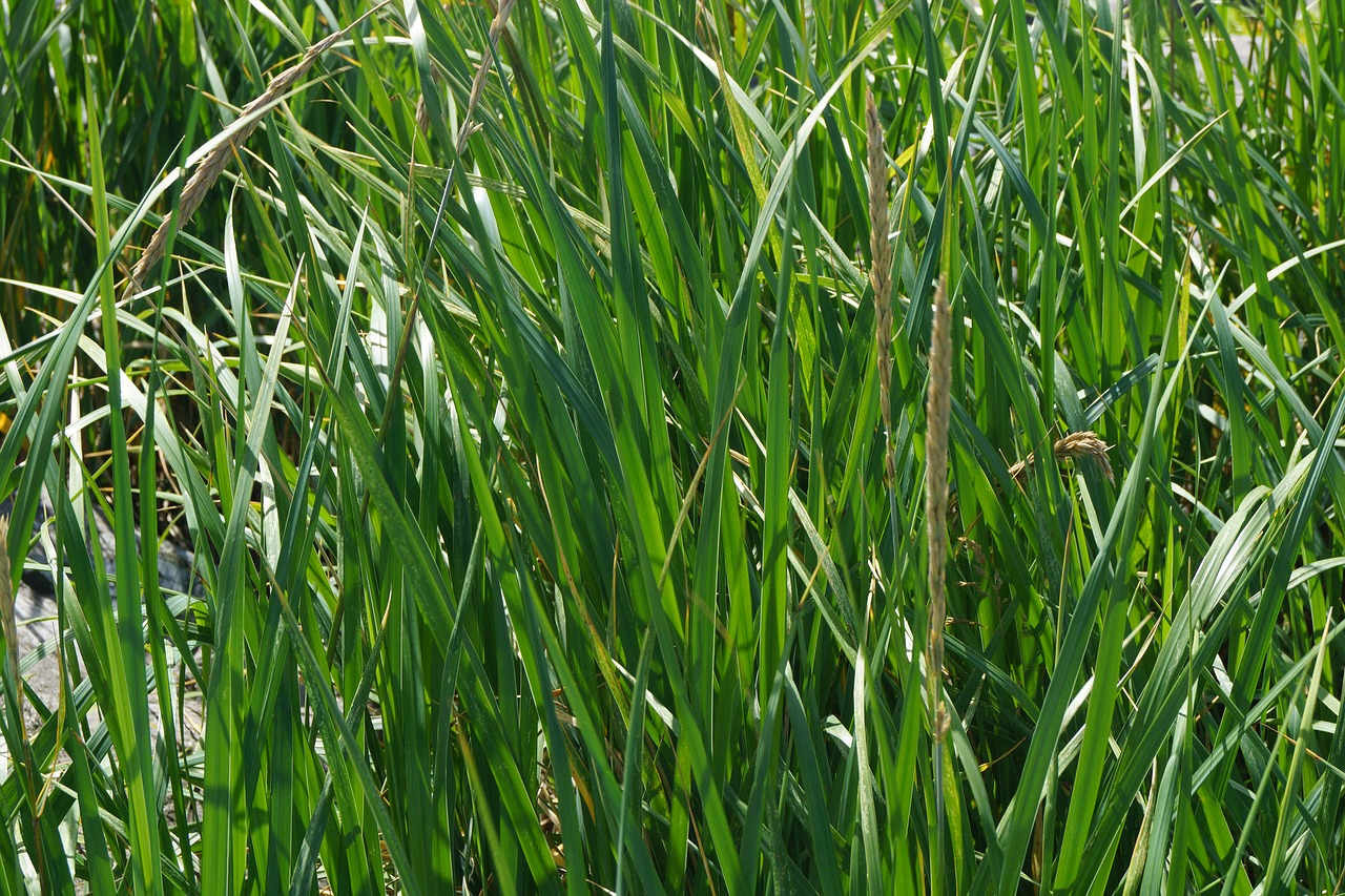 Image - sea grass seward alaska green