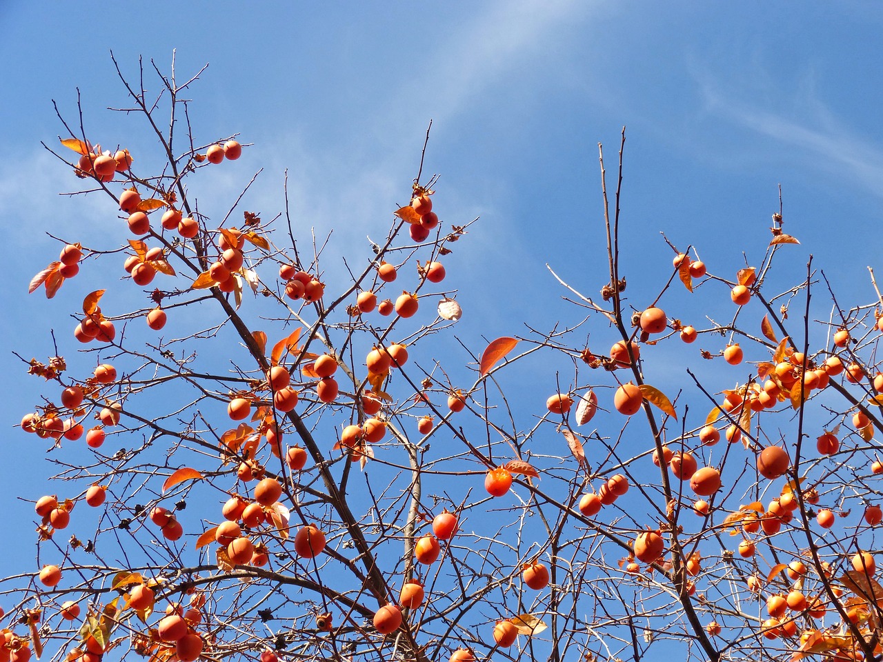 Image - khaki rosewood autumn fruits sky