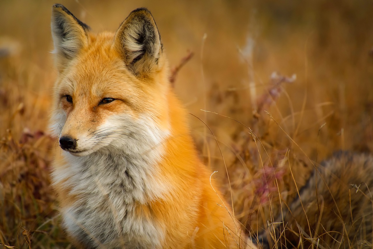 Image - fox animal wildlife red macro