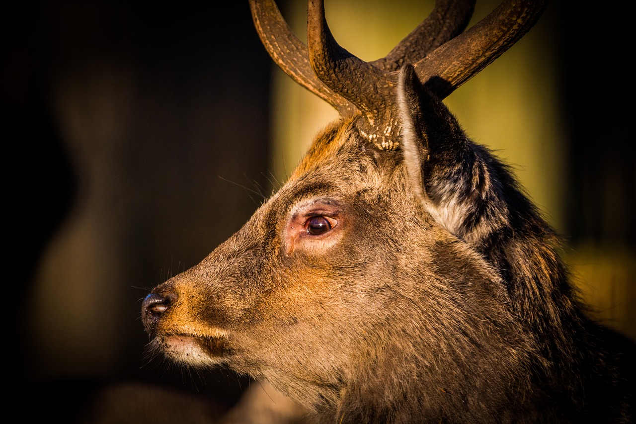 Image - roe deer hirsch red deer forest