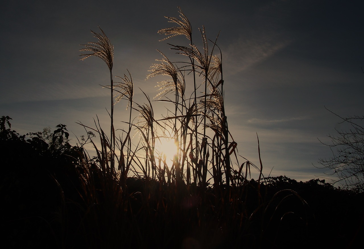 Image - reed cold wintry back light winter