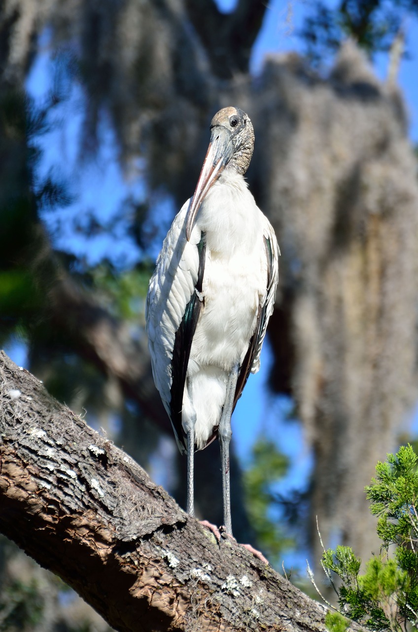 Image - wood stork wildlife bird tropical