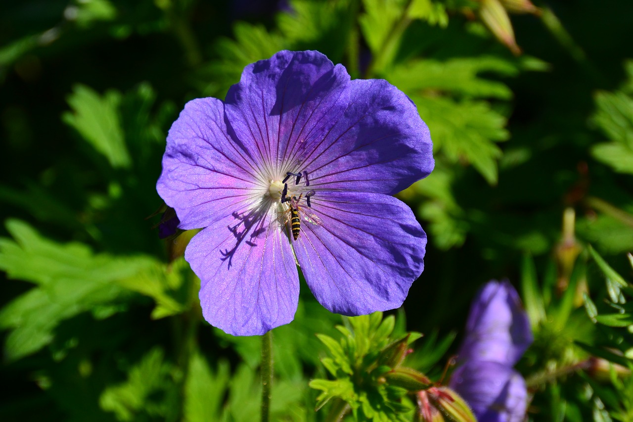 Image - flower wasp blossom bloom blue