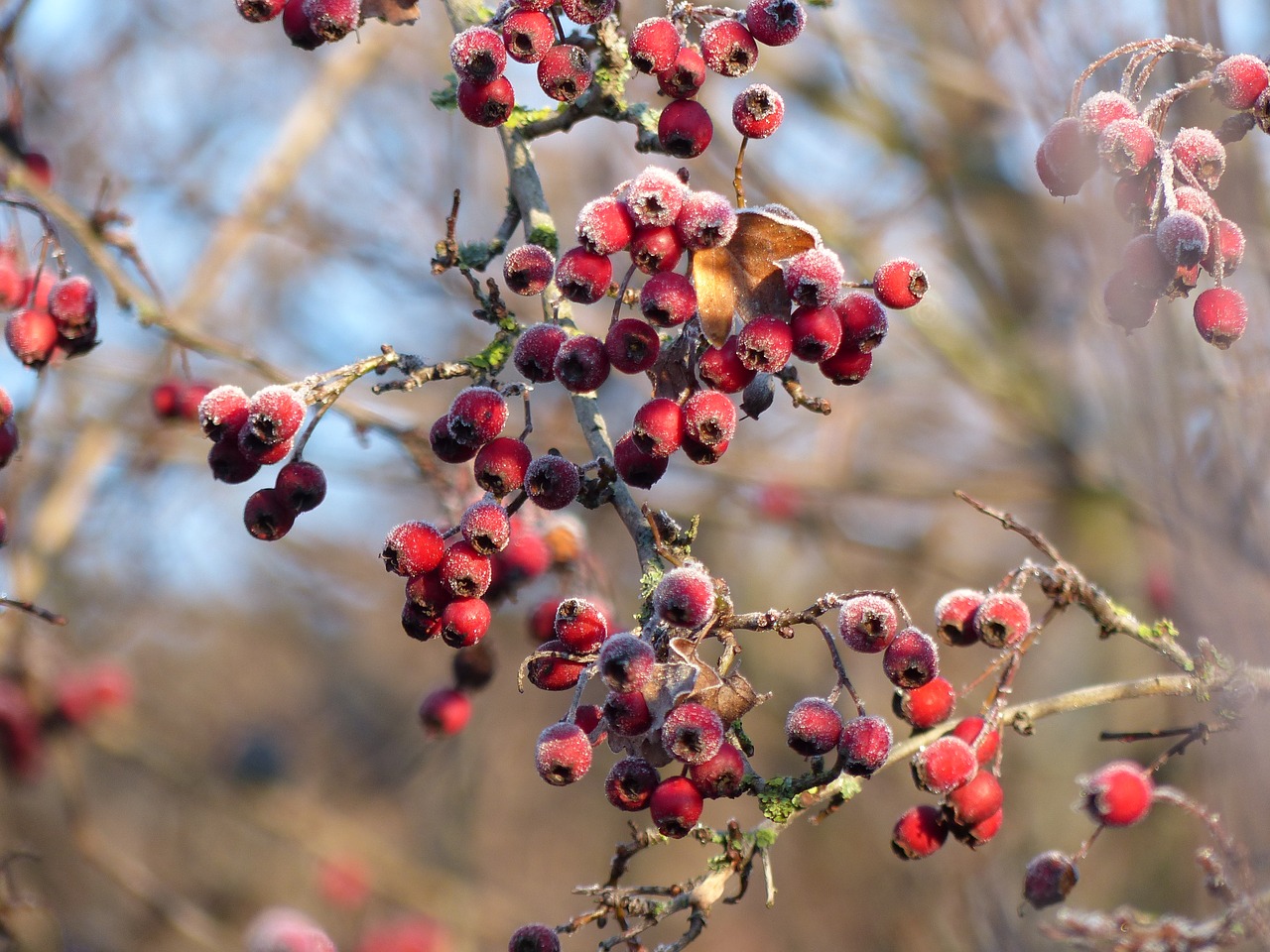 Image - hawthorn frost nature plant branch