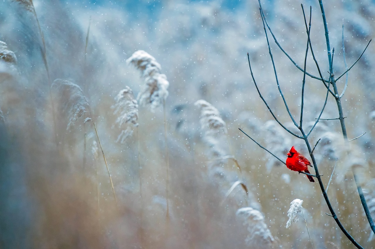 Image - cardinal bird wildlife snow winter