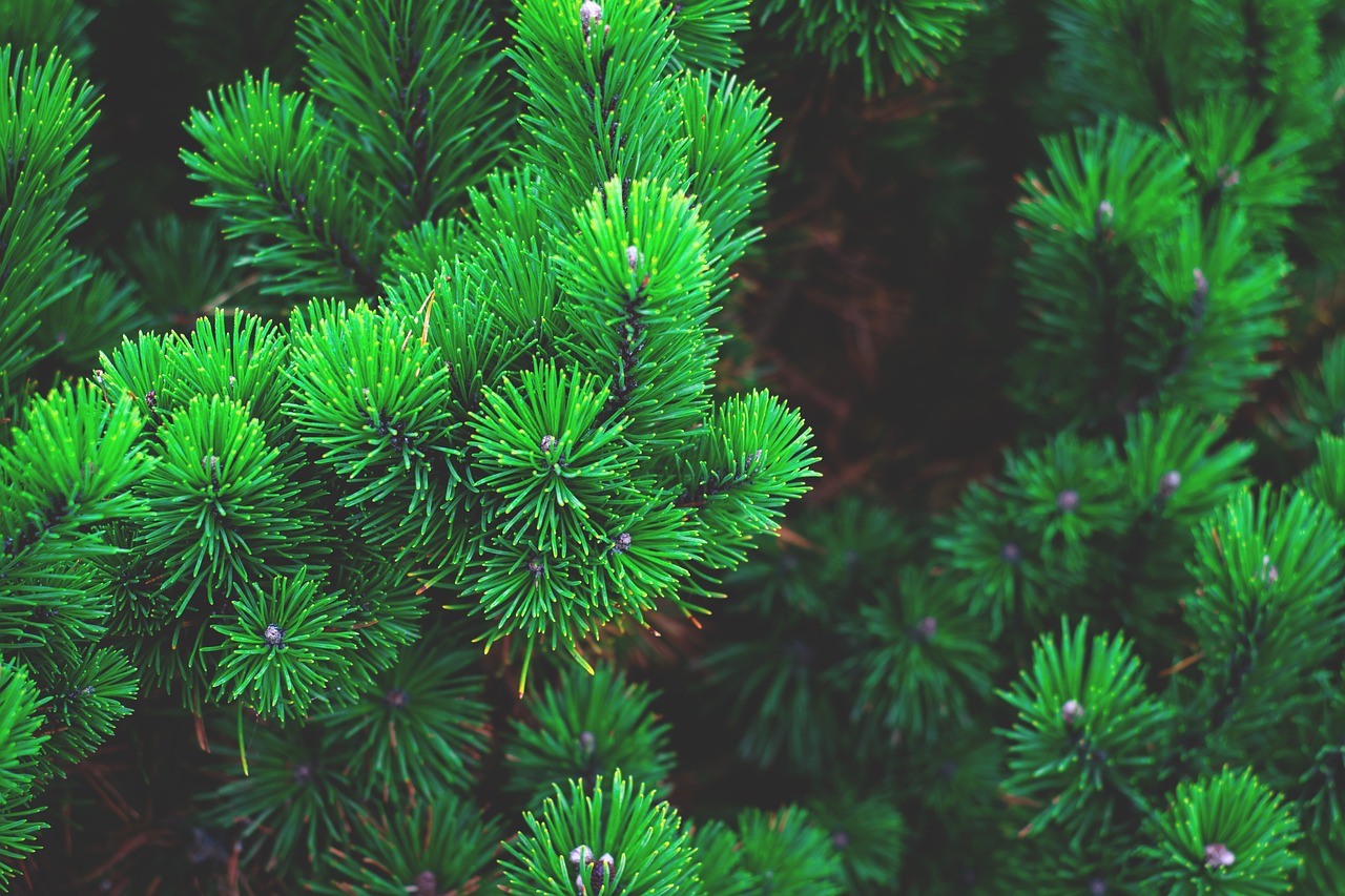 Image - pine plant tree branch needles