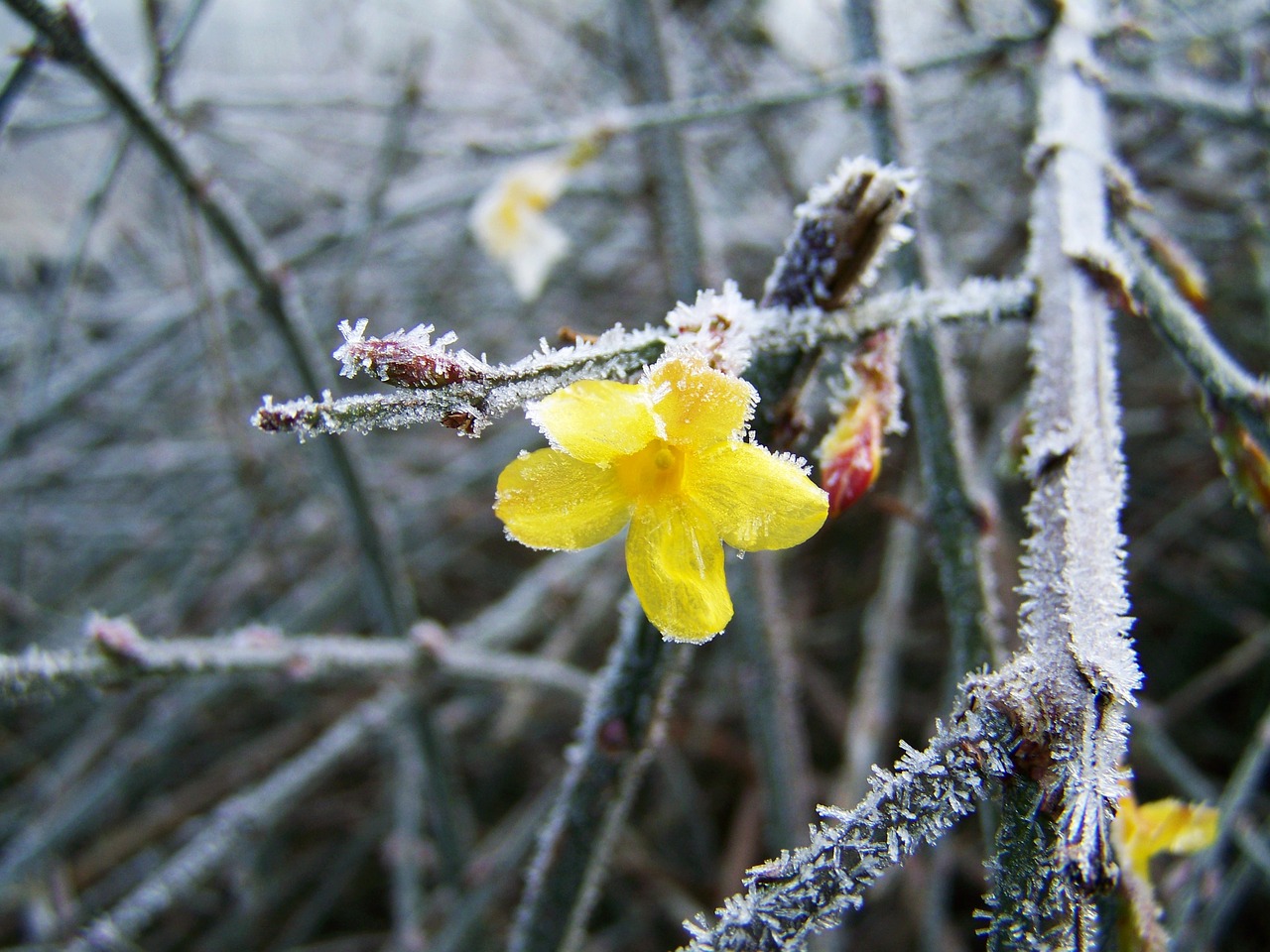 Image - jasmine winter frost rime nature