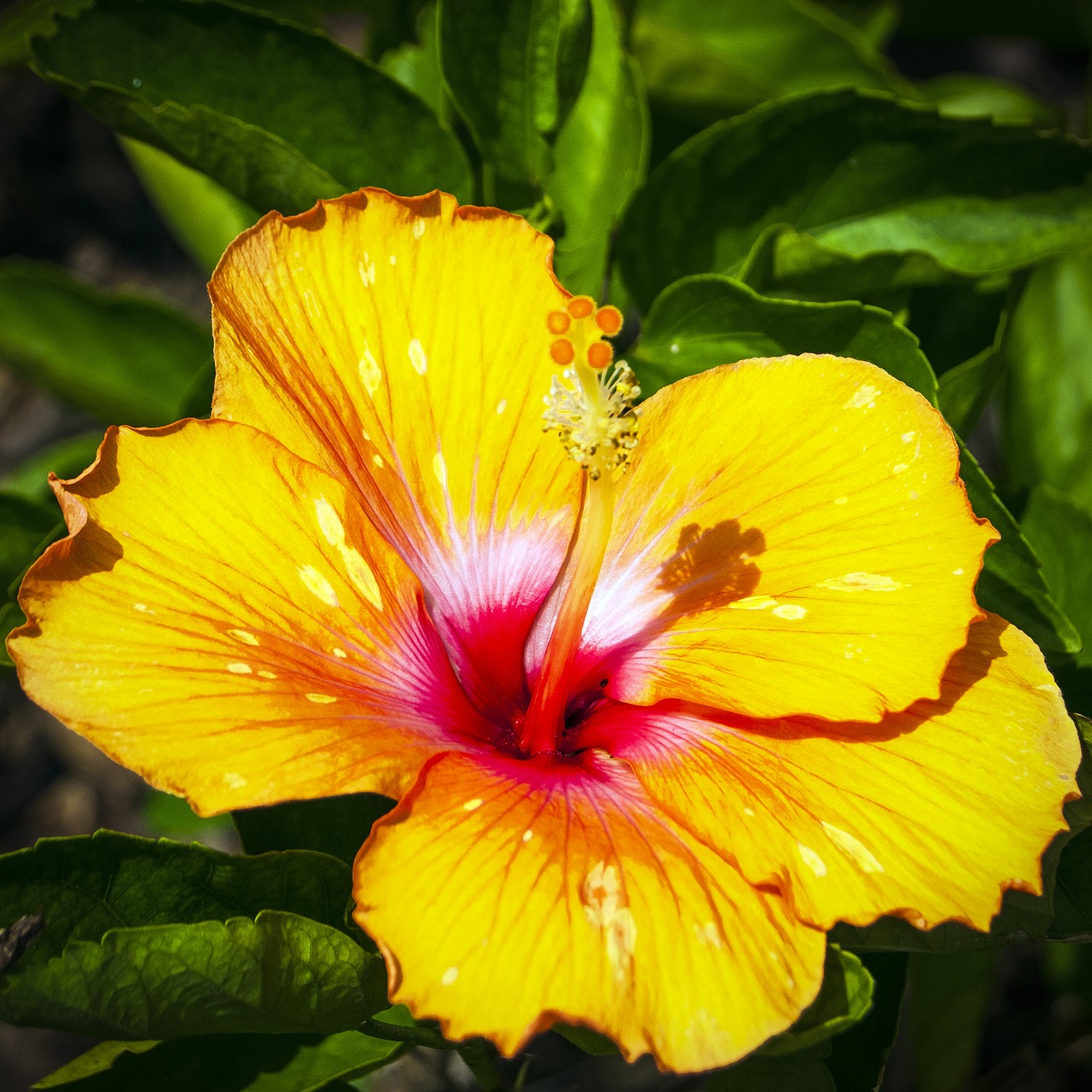 Image - hibiscus yellow hibiscus floral