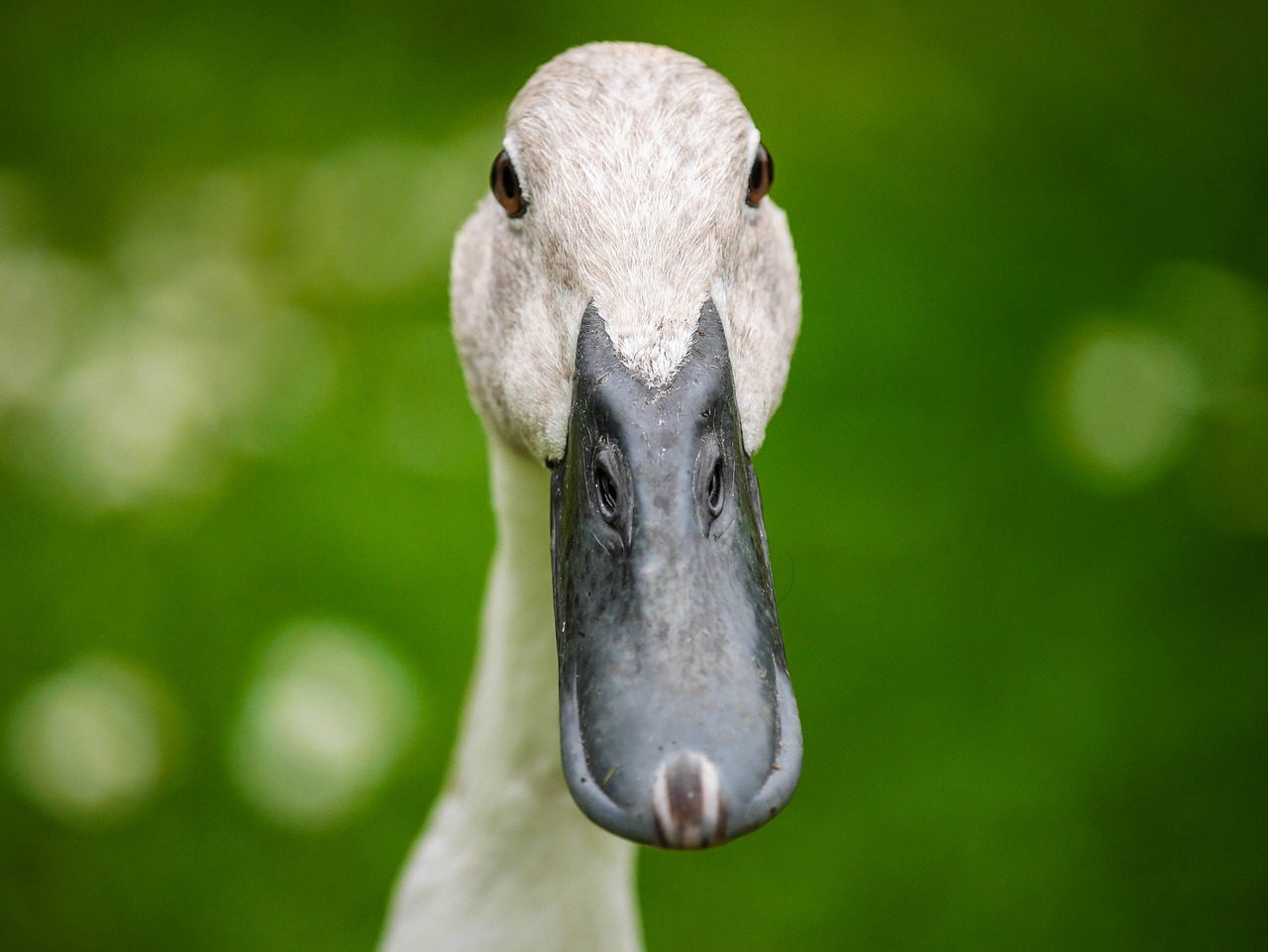 Image - duck indian runner bird bill