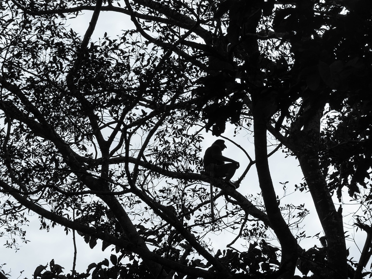 Image - proboscis monkey silhouette borneo