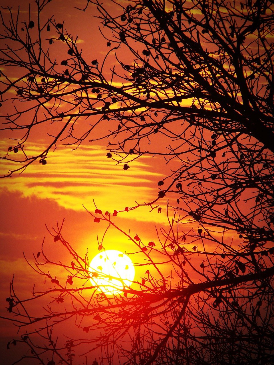 Image - sunset red orange sun tree branch