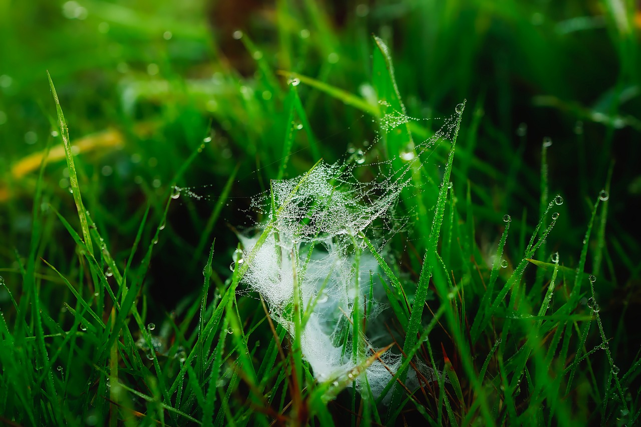 Image - cobweb plants grass dew moisture