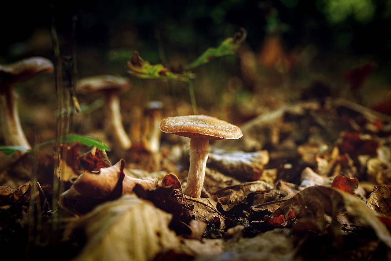 Image - mushroom fungus plant nature