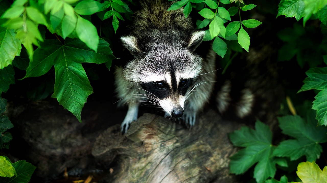 Image - raccoon animal wildlife forest