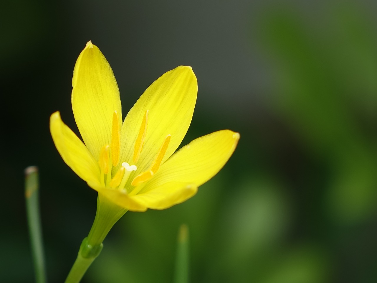 Image - flower onions other