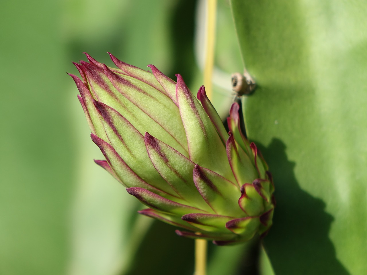 Image - the pods pitaya flower big bud bud