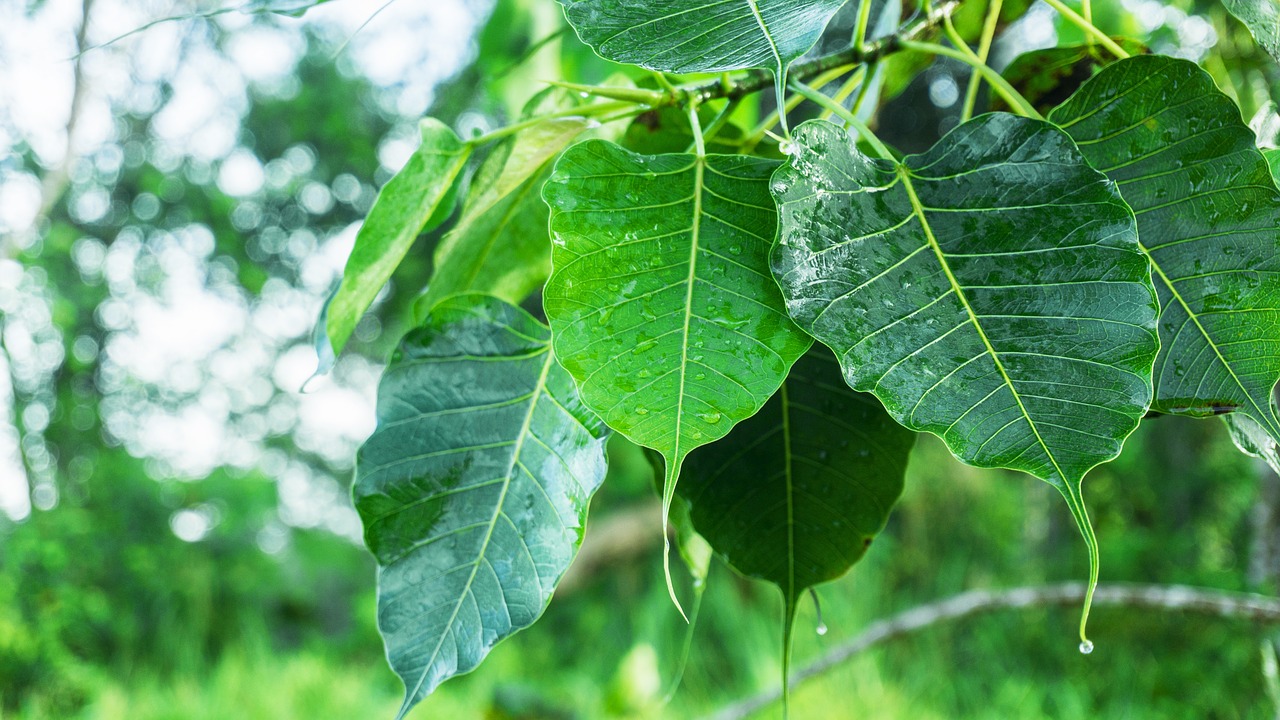 Image - bodhi leaves dewdrop on leaves dew