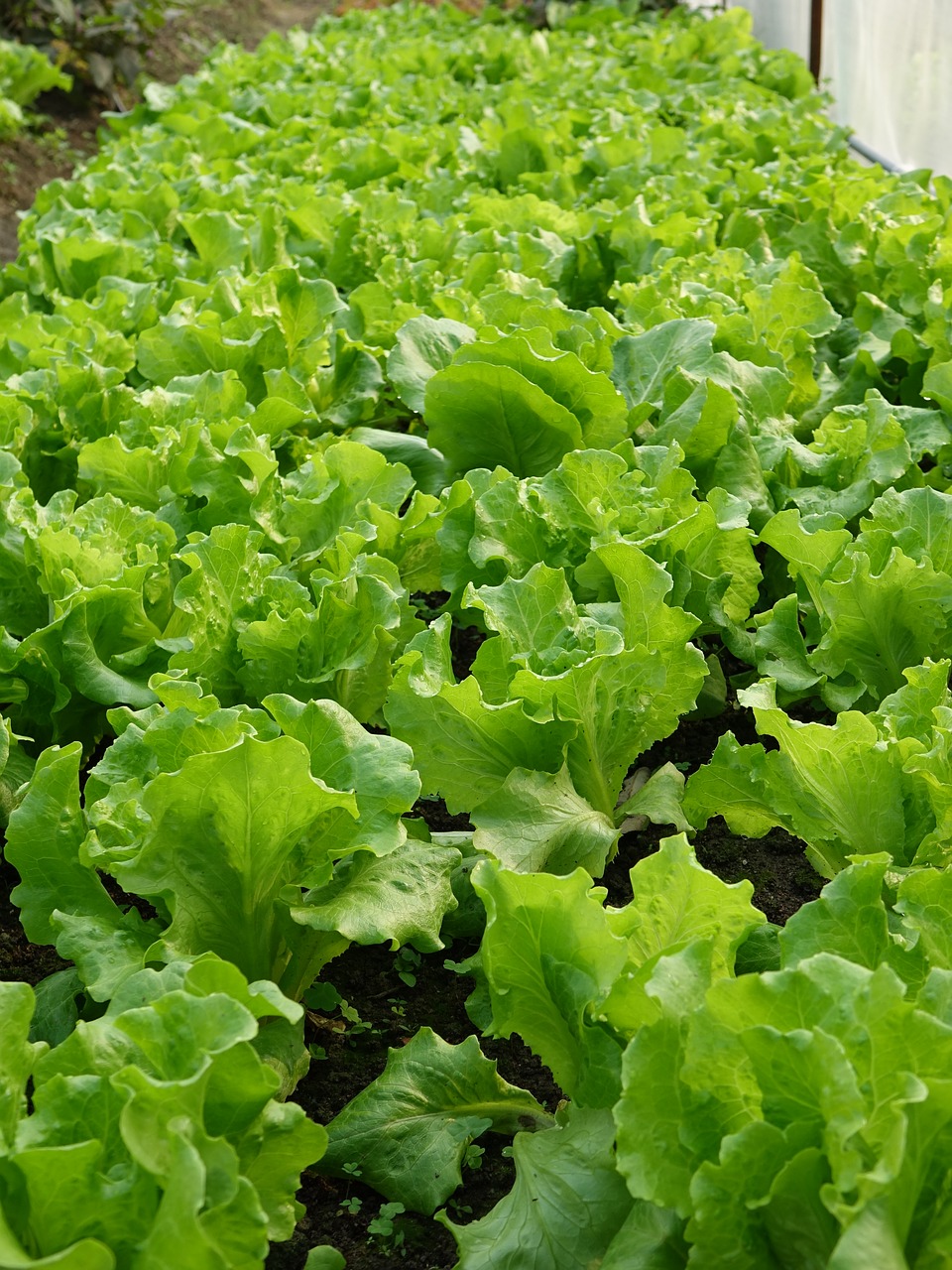 Image - vegetables 萵 giant long airport