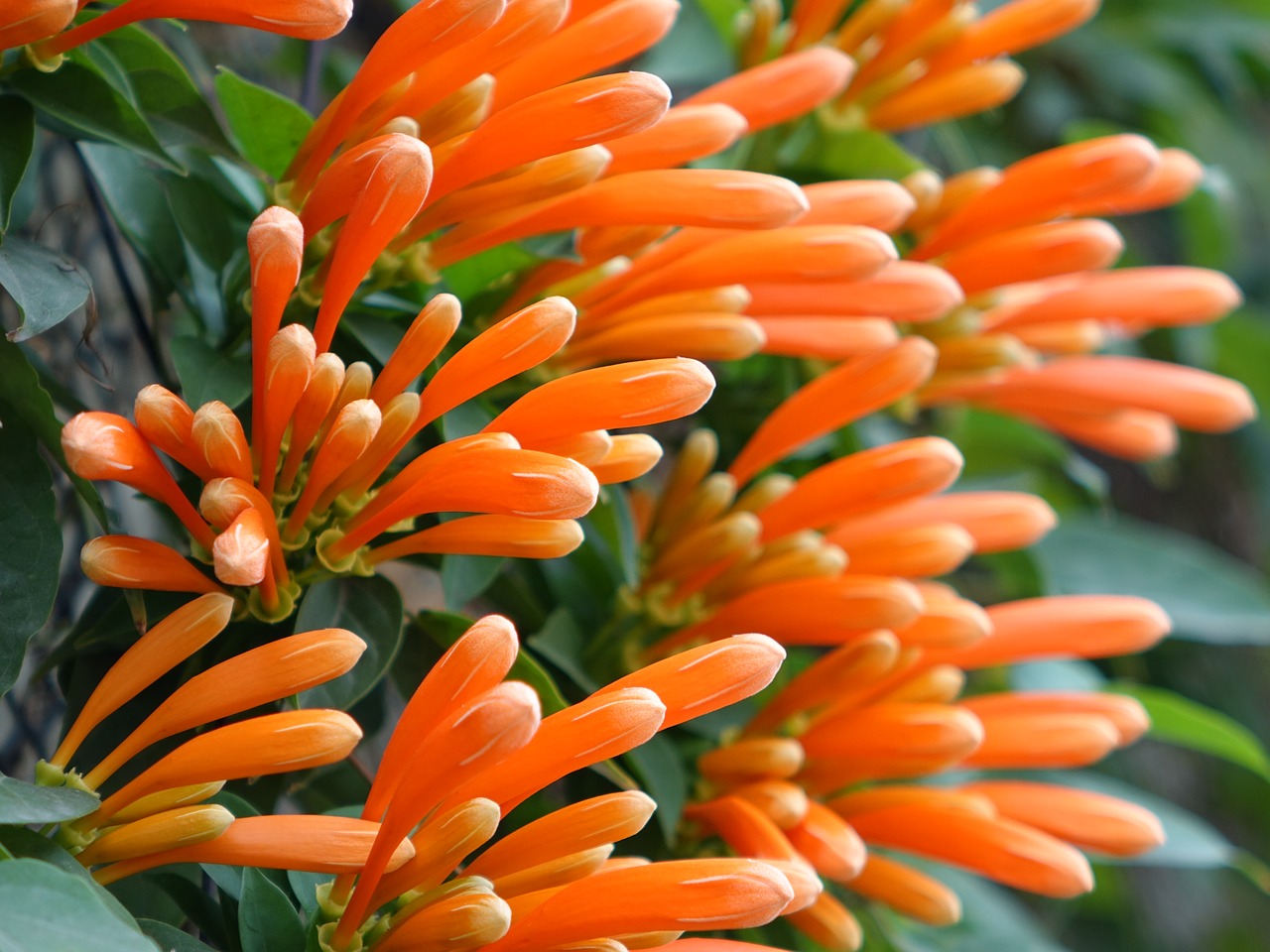 Image - firecracker flower flame vine