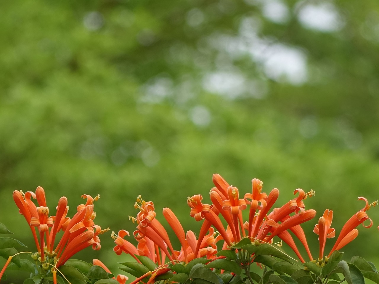 Image - firecracker flower flame vine
