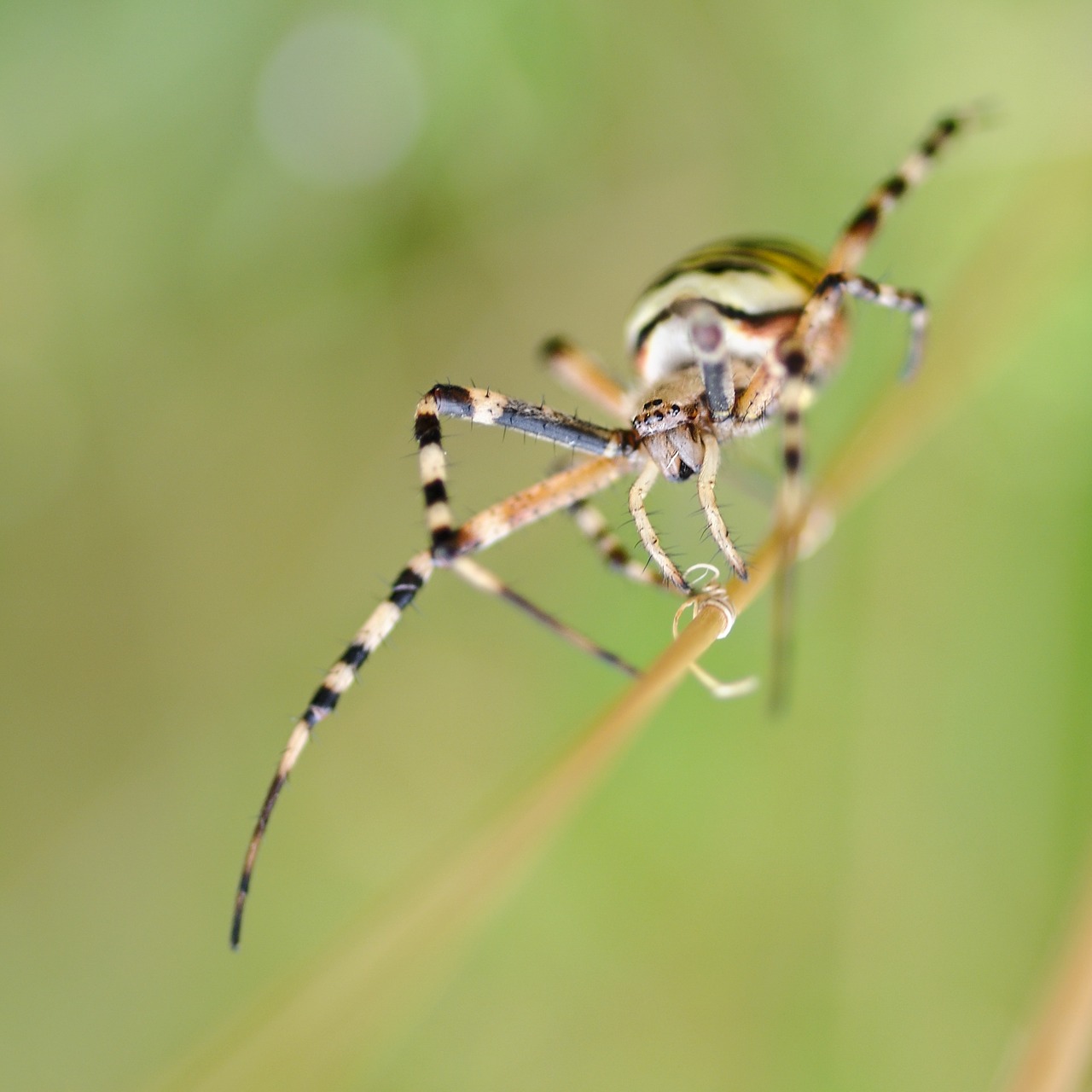 Image - spider argiope hornet arachnid