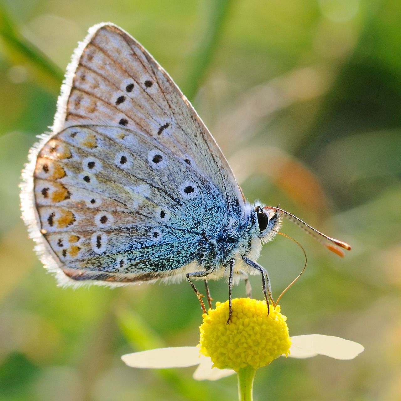 Image - butterfly argus insect macro