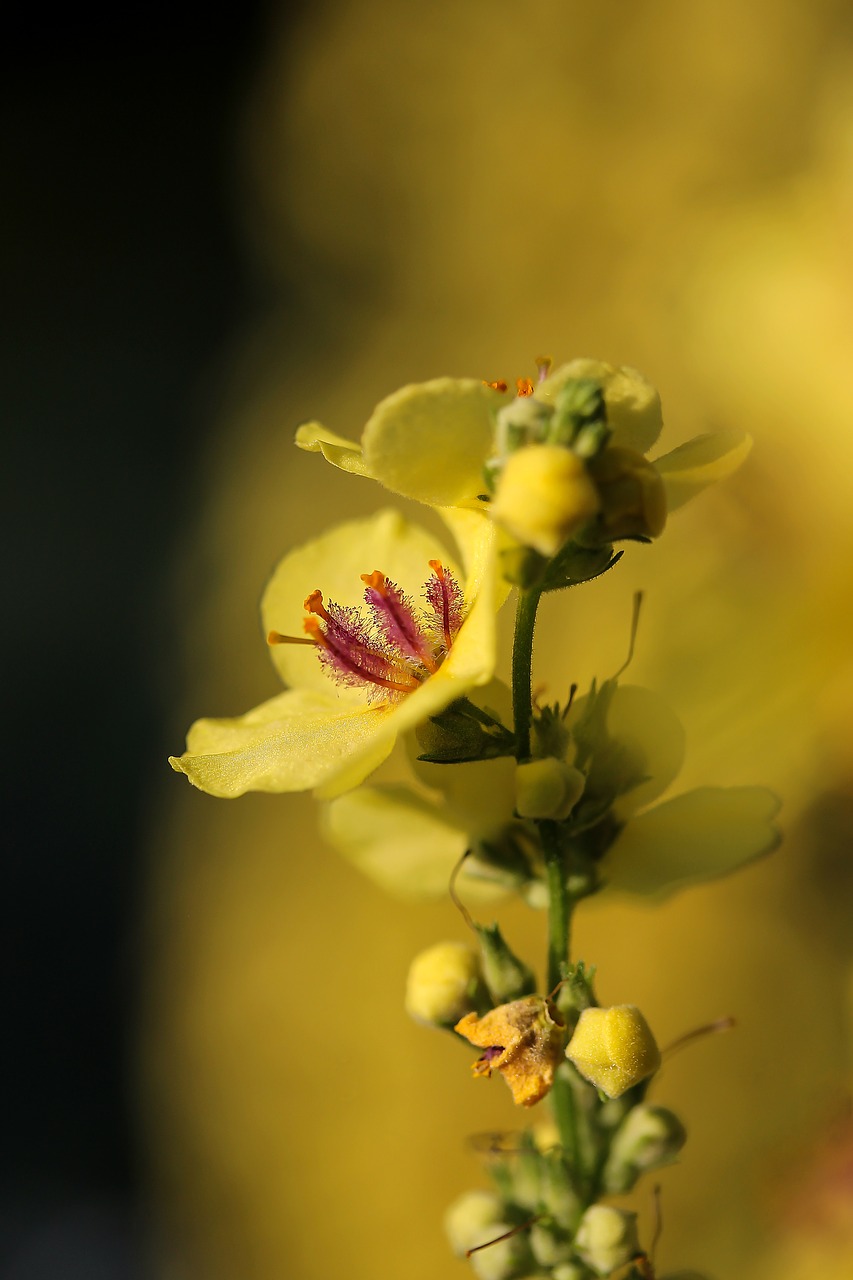 Image - flower yellow flower mullein meadow