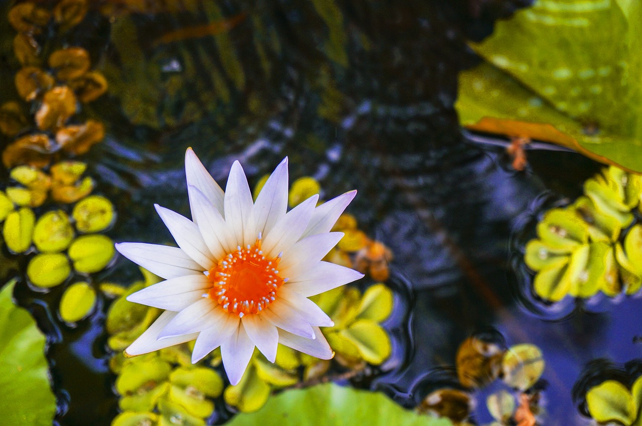 Image - lotus lotus on pond water lily pond