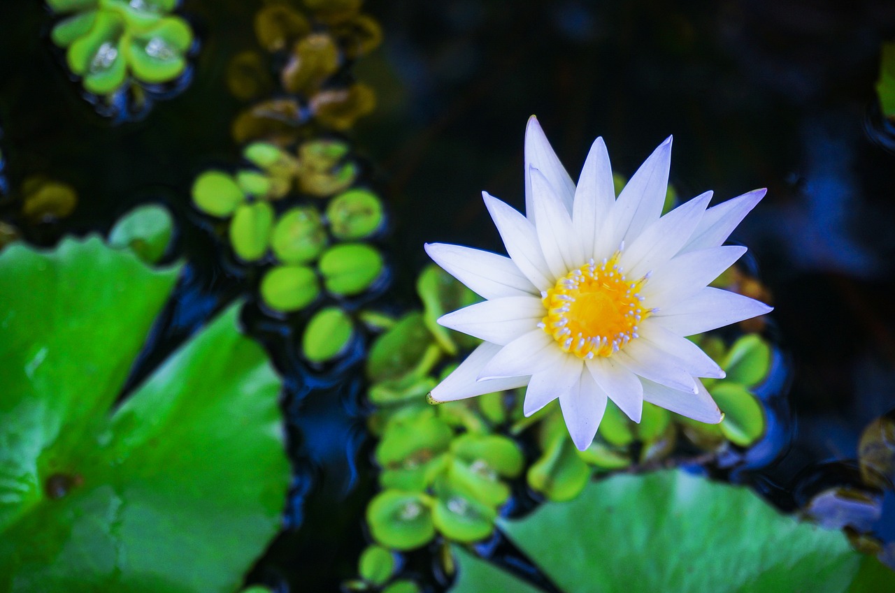 Image - lotus lotus on pond water lily pond