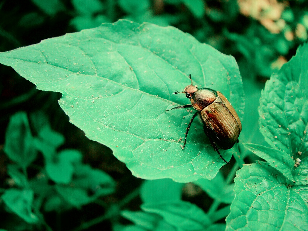 Image - golden beetle sheet green