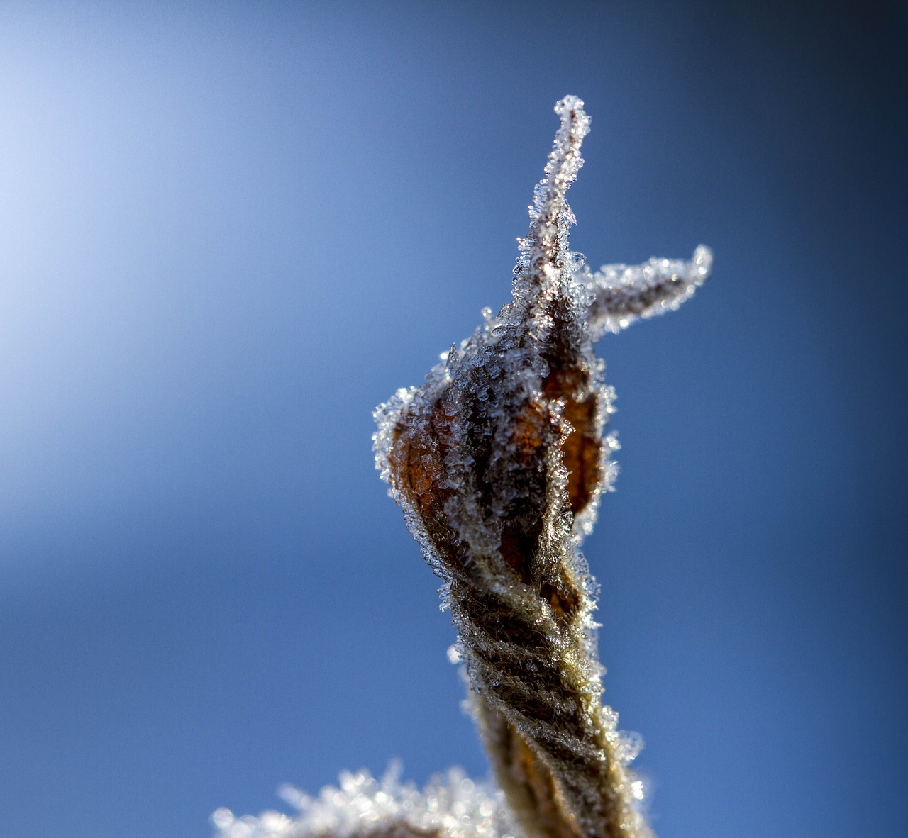 Image - finger leaf hoarfrost attention