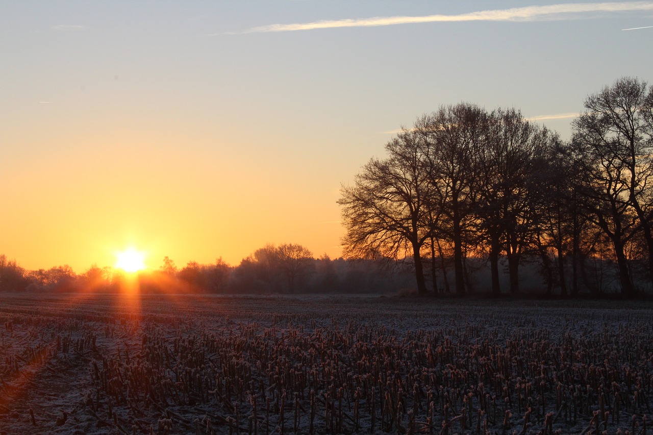 Image - sunrise winter sun tree landscape