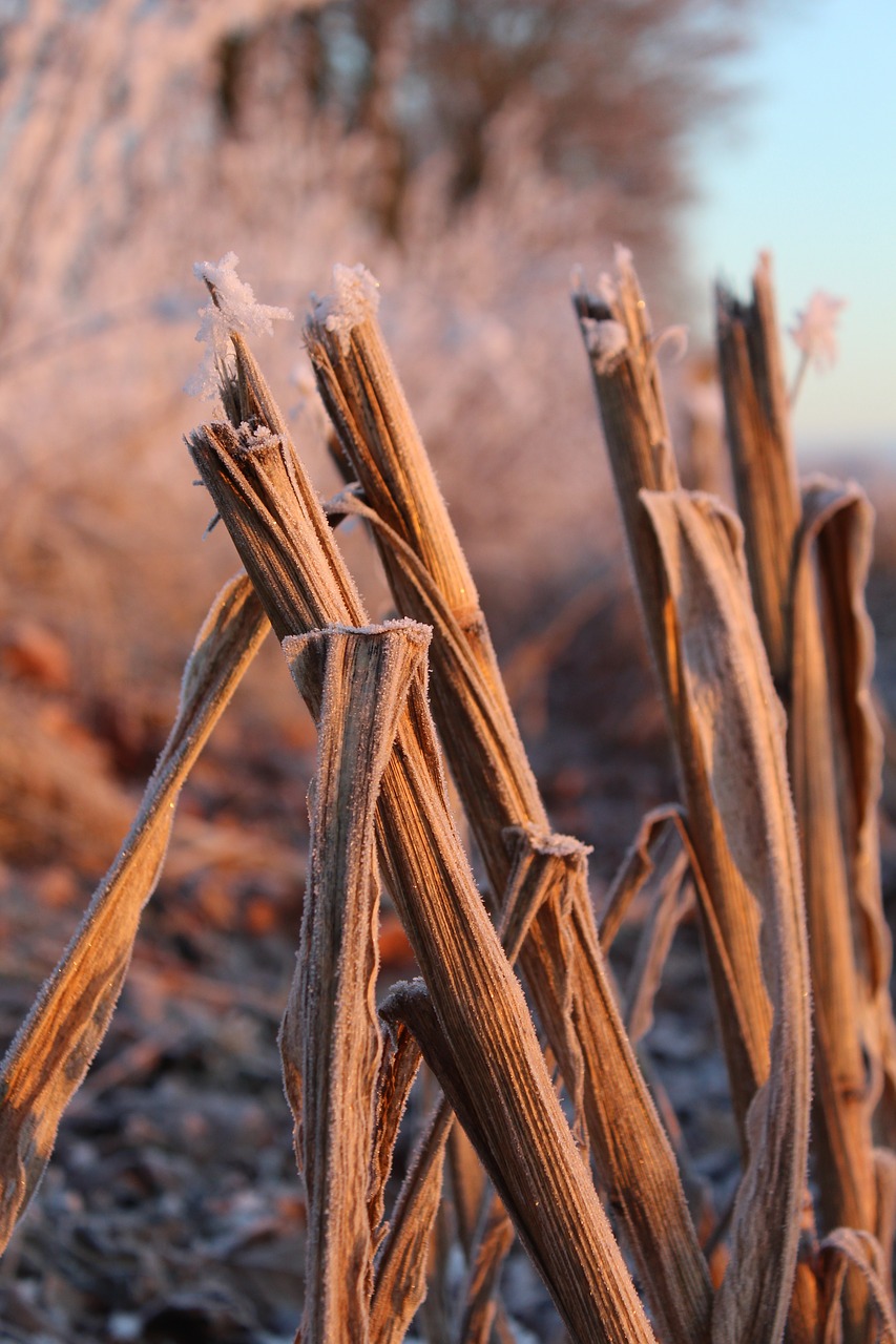 Image - eiskristalle snow frost morning