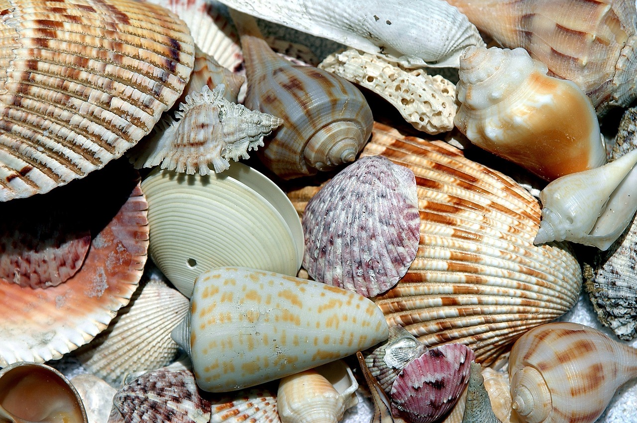 Image - sea shells shell beach shell