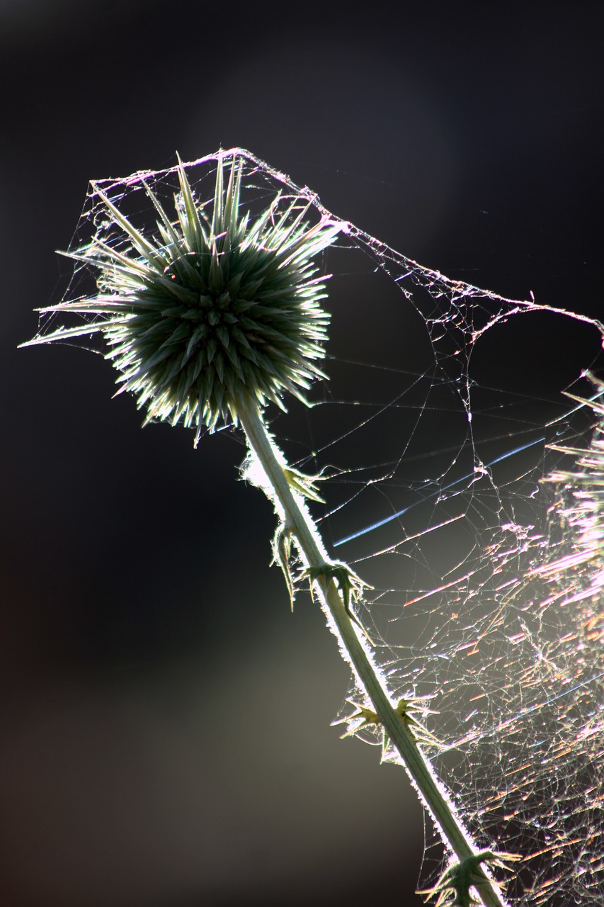 Image - thistle thorns reverse light