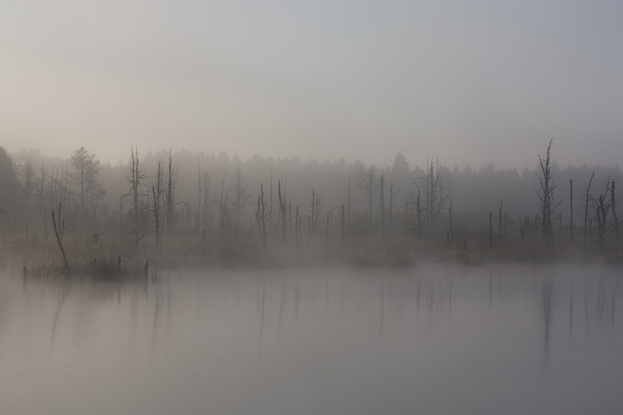 Image - fog moor autumn swamp