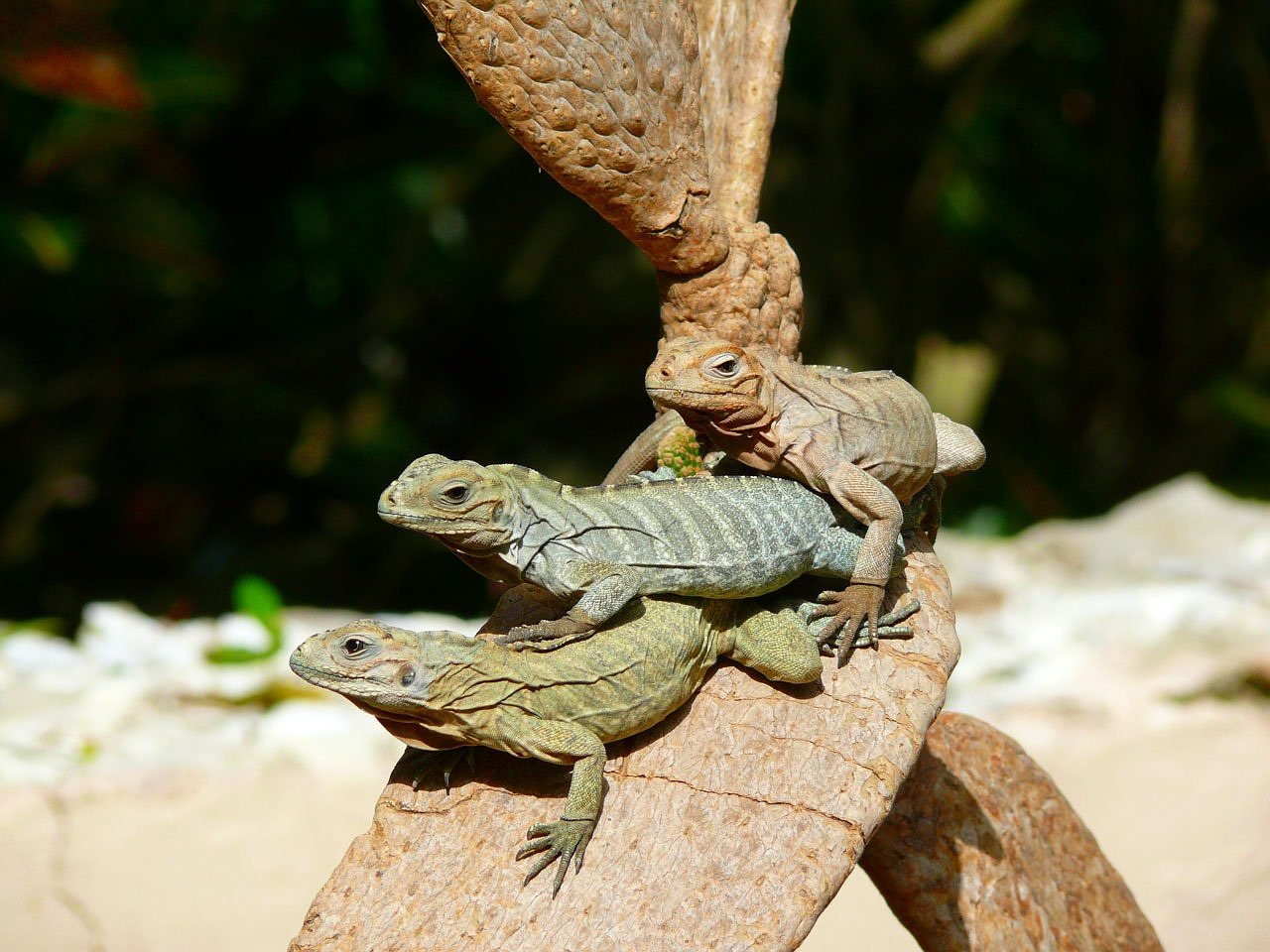 Image - iguanas tree animal exotic