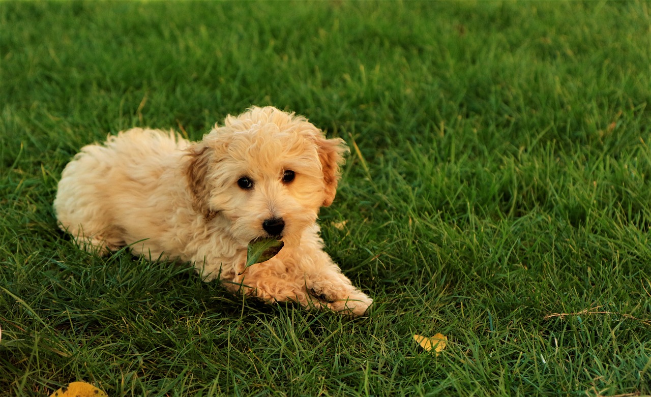 Image - puppy dog cute pet animal canine