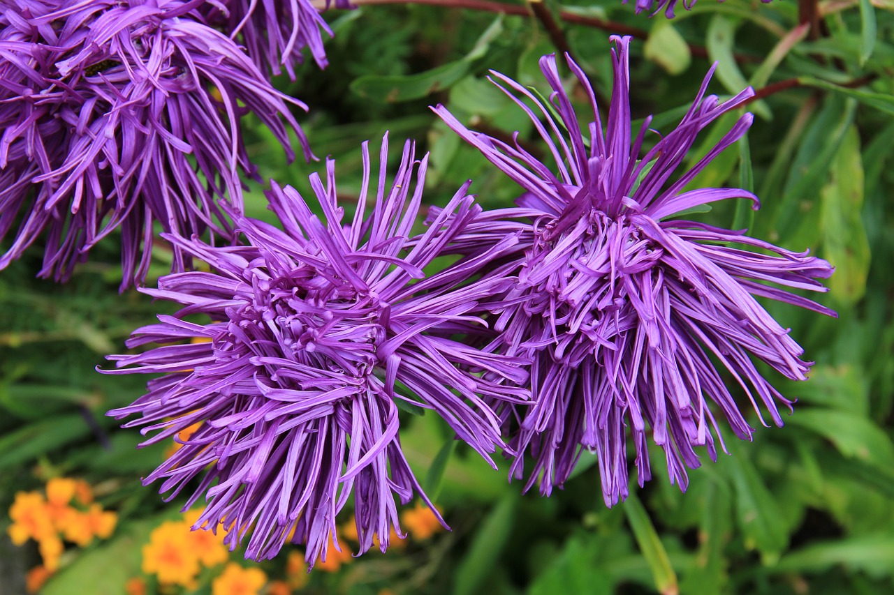 Image - rays aster aster blossom bloom