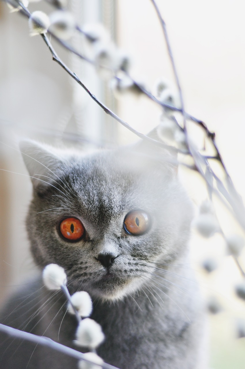 Image - cat british shorthair cat pet