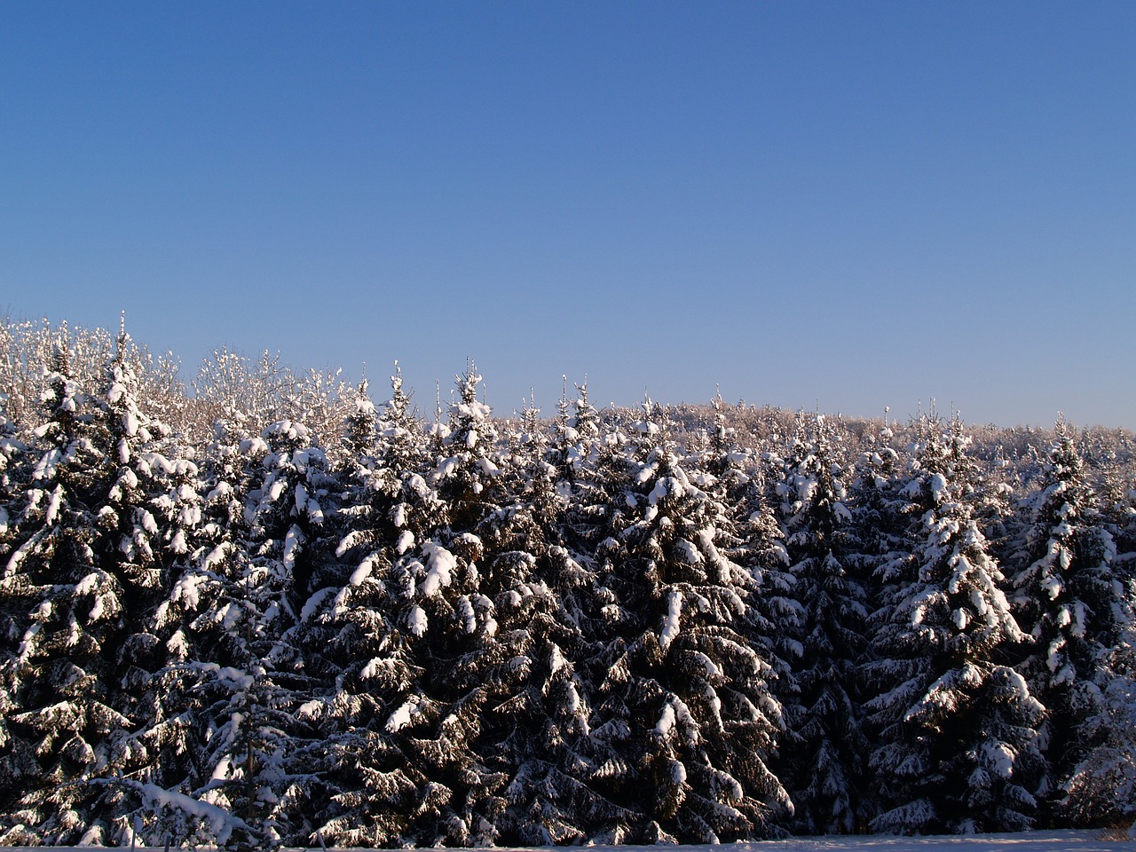 Image - snow sun winer forest periwinkle