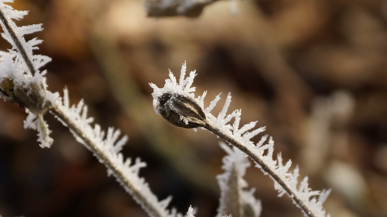 Image - flower seeds winter ice snow