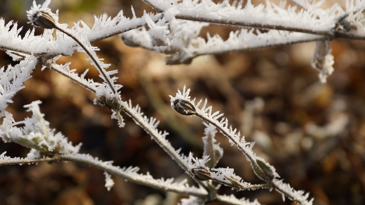 Image - flower seeds winter ice snow