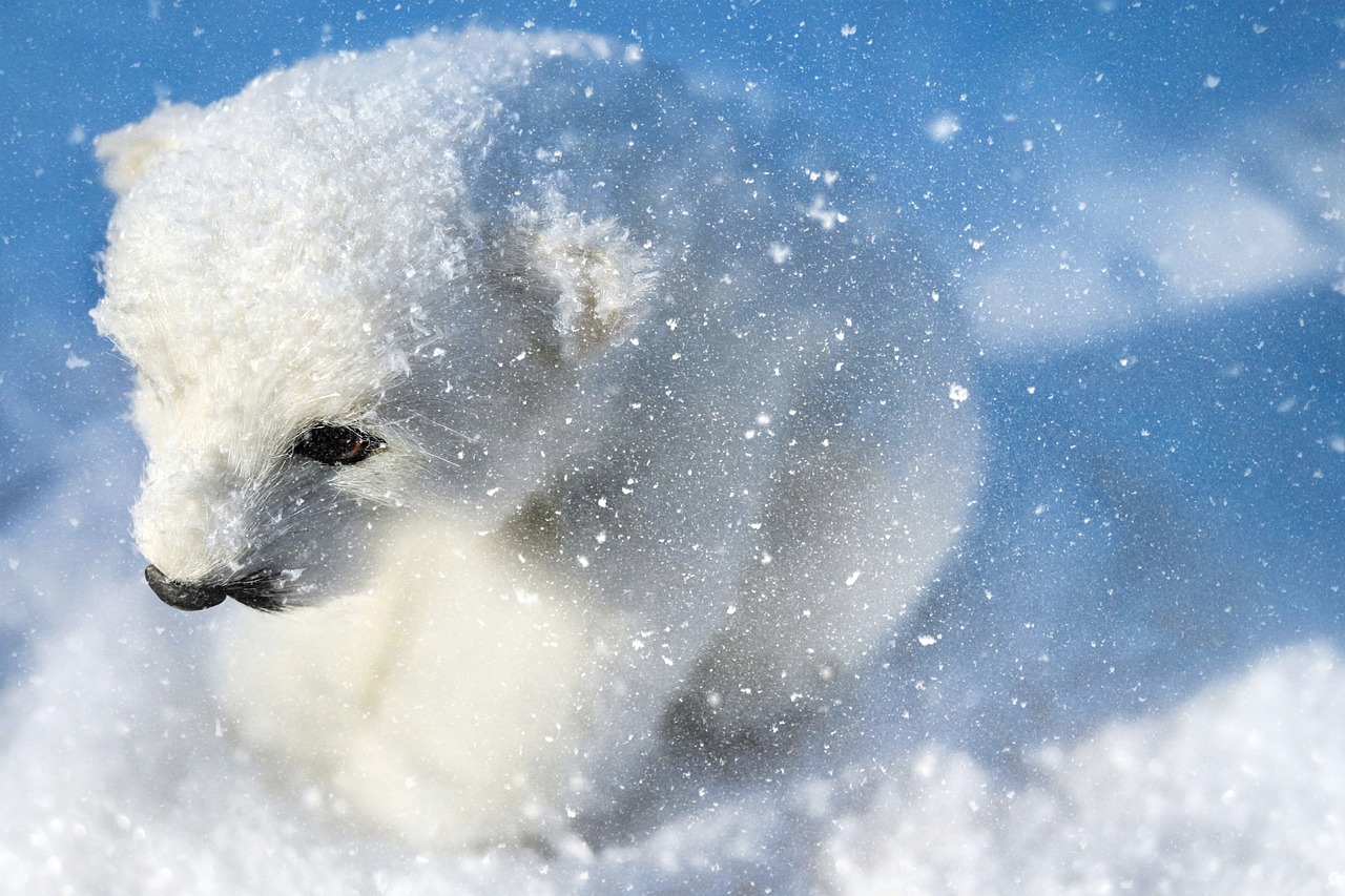 Image - polar bear predator animal white