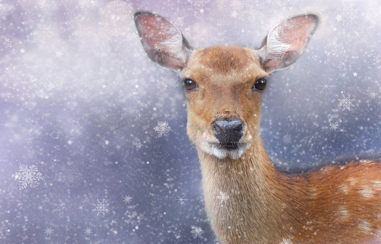 Image - roe deer winter wintry animal