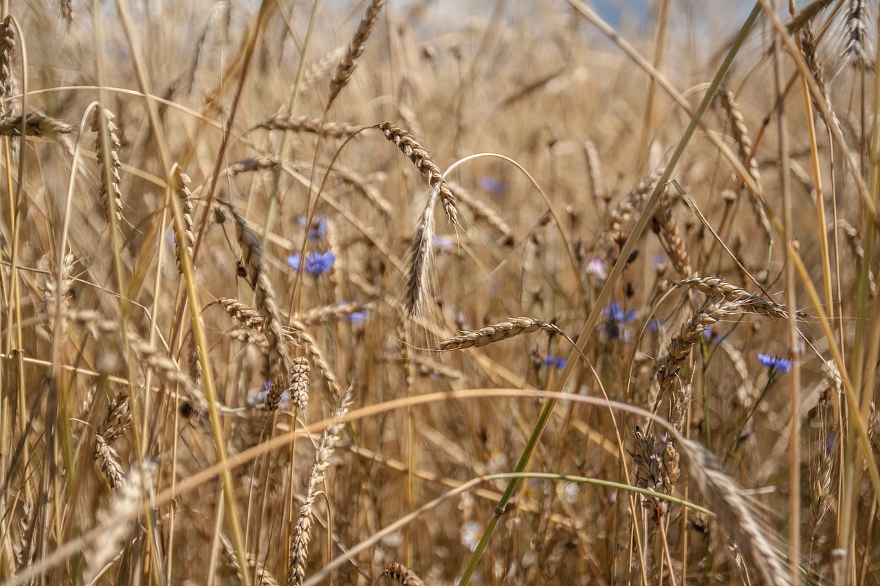 Image - wheat field nature cereals kolos