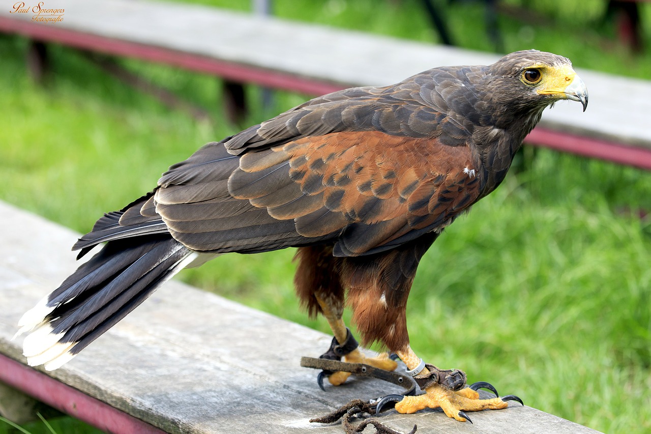 Image - bird of prey birds nature